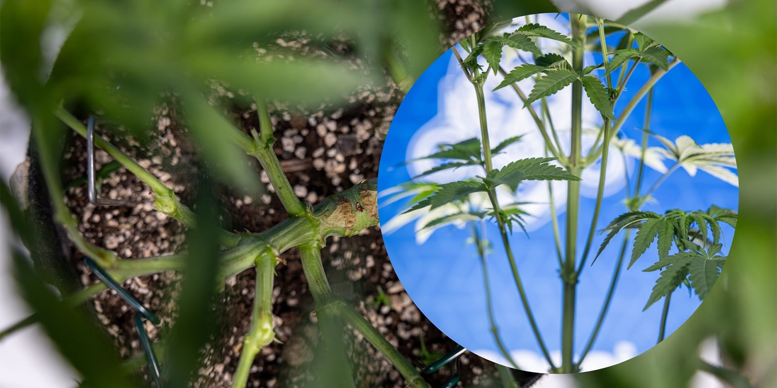 Lollipopping en plantas de cannabis Lollipopping en plantas de cannabis