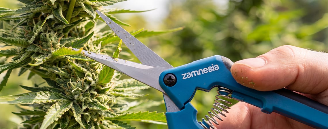 Poda del cannabis: cuándo, por qué y cómo hacerlo correctamente Poda del cannabis: cuándo, por qué y cómo hacerlo correctamente