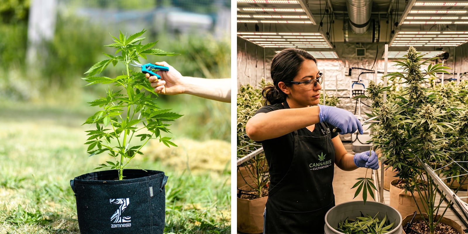 Poda del cannabis: plantas de interior vs exterior Poda del cannabis: plantas de interior vs exterior