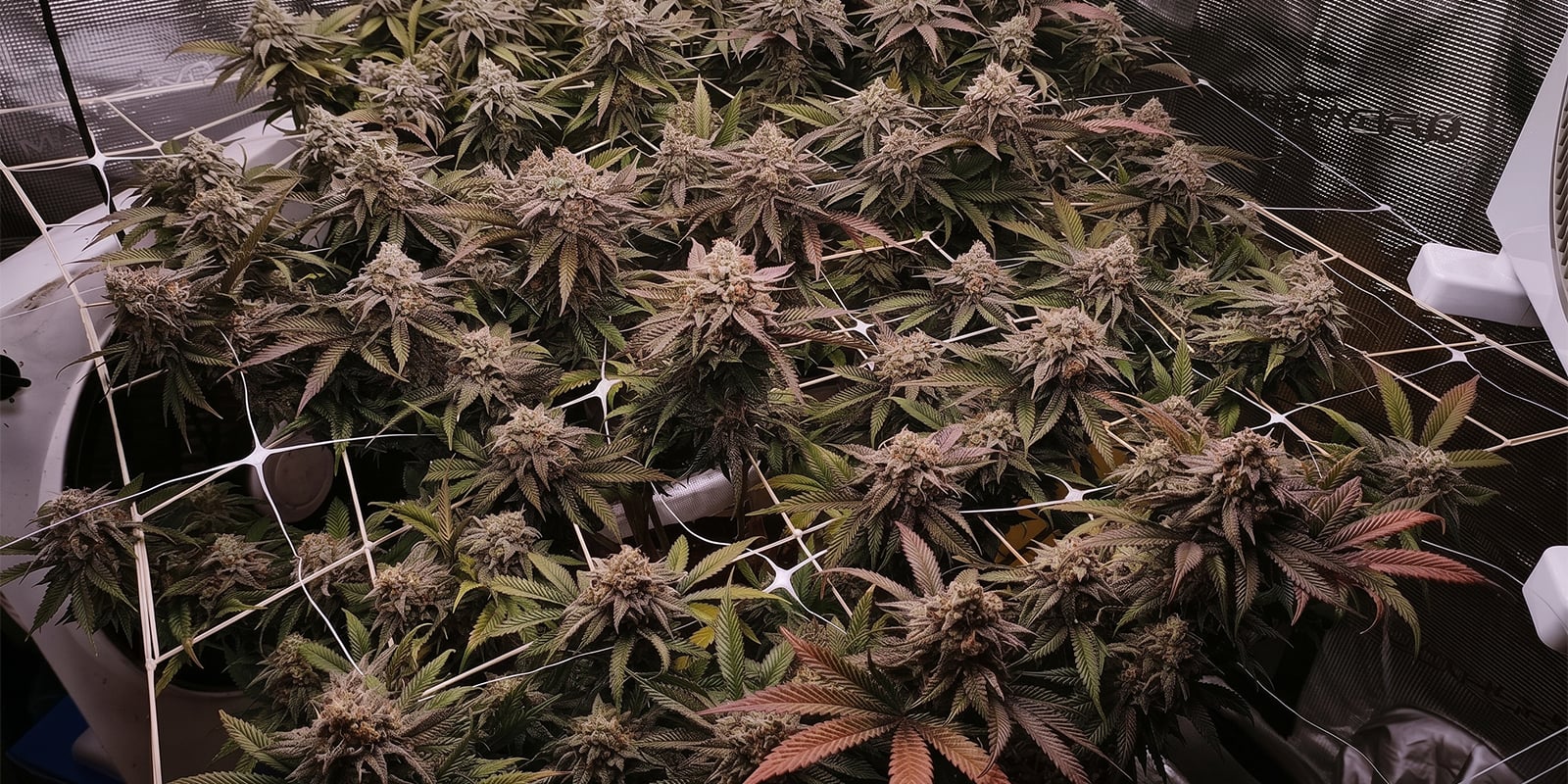 SCROG y poda SCROG y poda