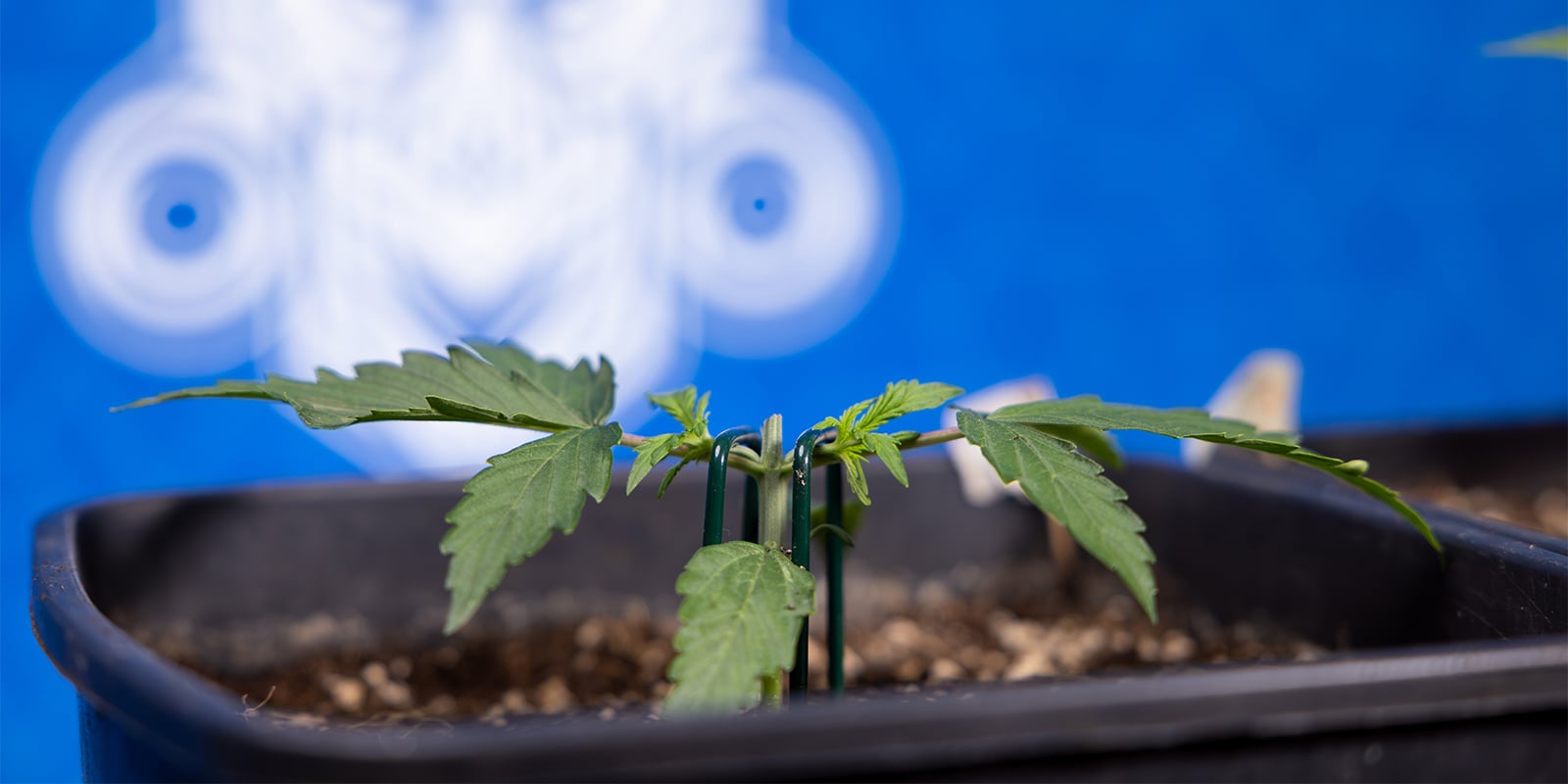 Despunte de plantas de cannabis Despunte de plantas de cannabis