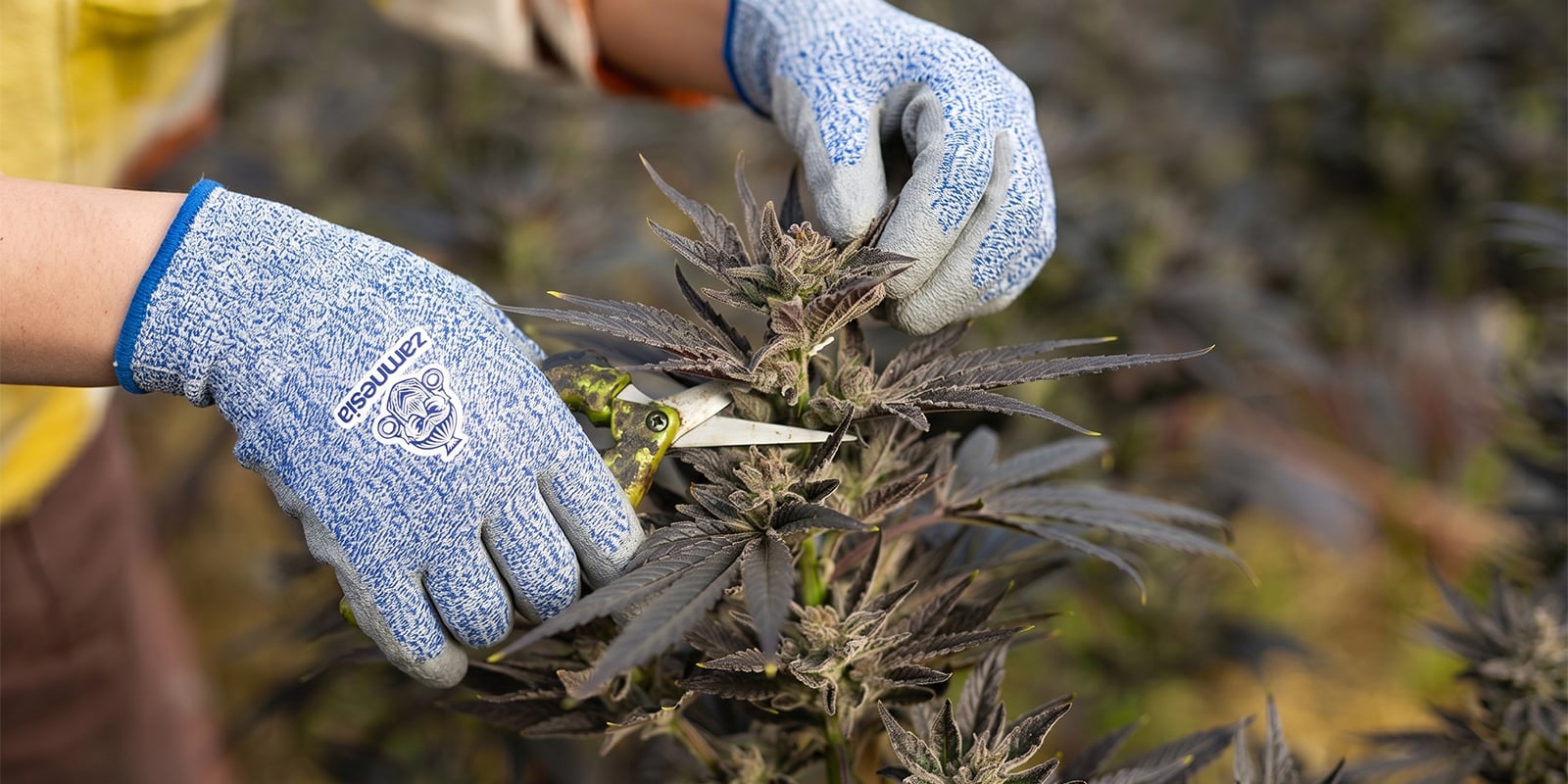 ¿Cuándo debes podar cannabis? ¿Cuándo debes podar cannabis?