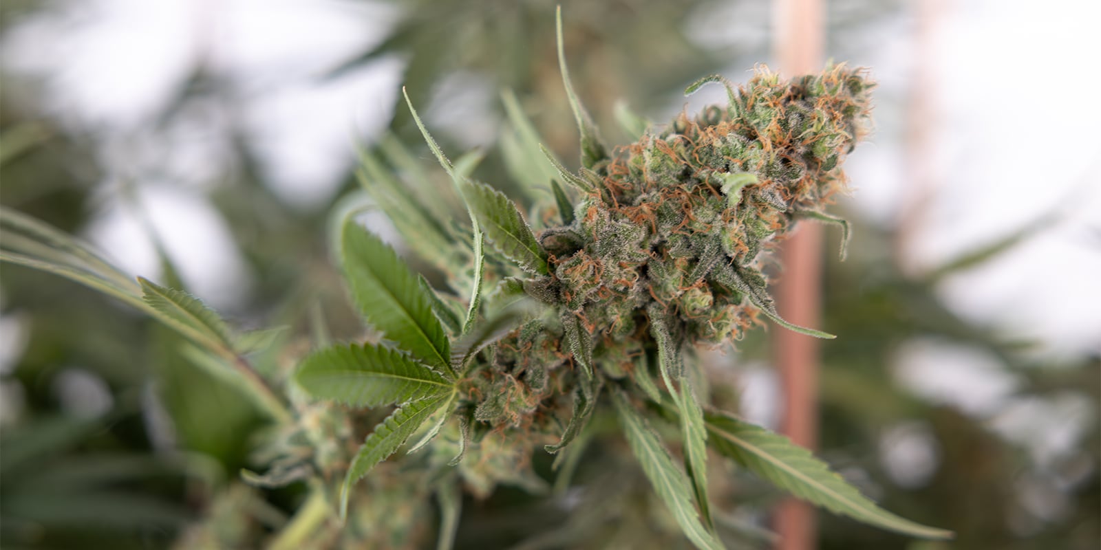 ¿Por qué podar plantas de cannabis? ¿Por qué podar plantas de cannabis?