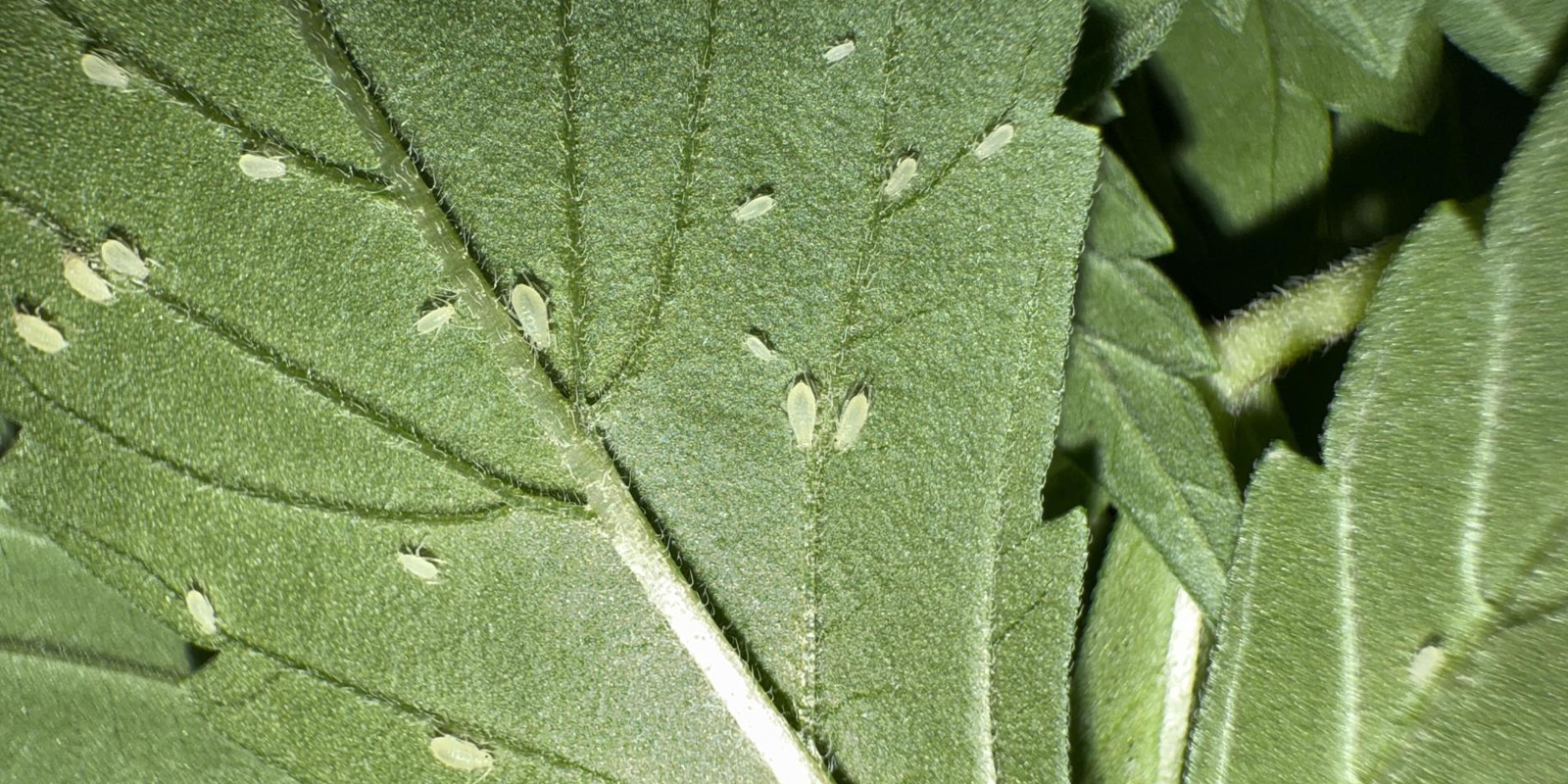 C&oacute;mo identificar pulgones en las plantas de cannabis