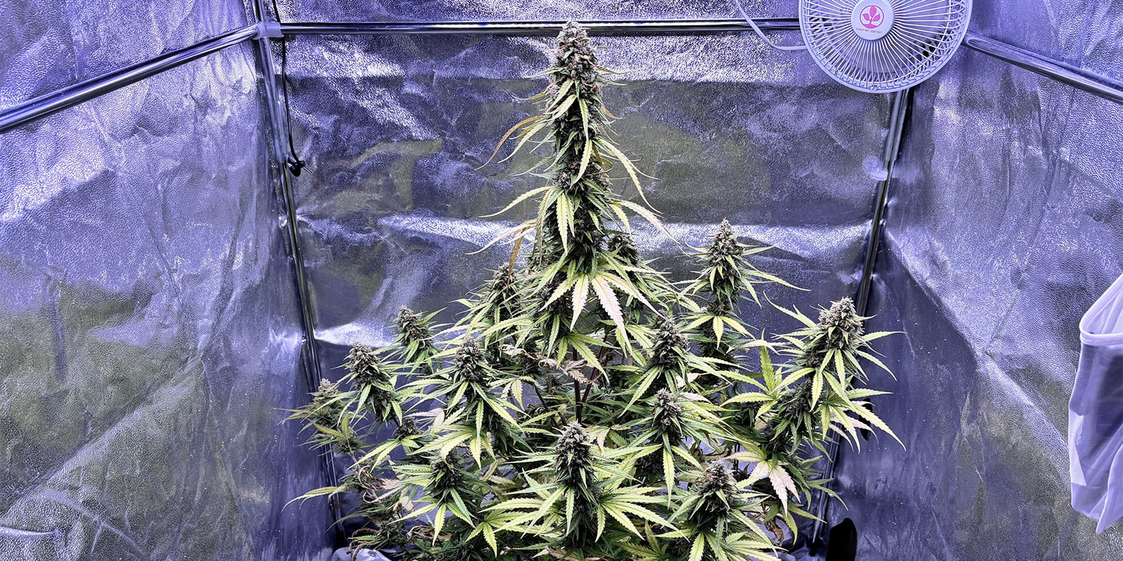 C&oacute;mo prevenir pulgones en plantas de cannabis