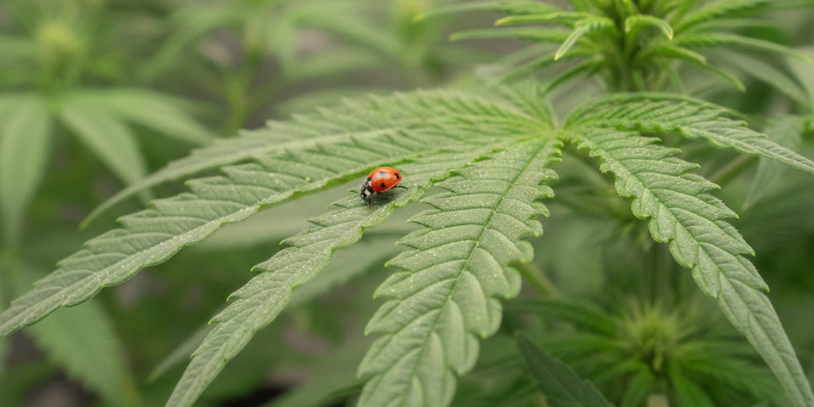 Tratamientos naturales y ecol&oacute;gicos contra pulgones