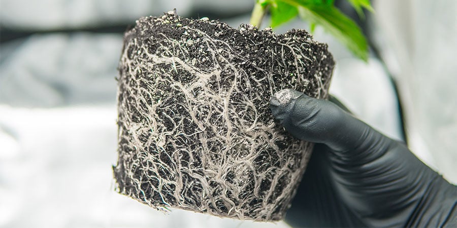 Cómo Arreglar Las Raíces Enredadas De La Marihuana