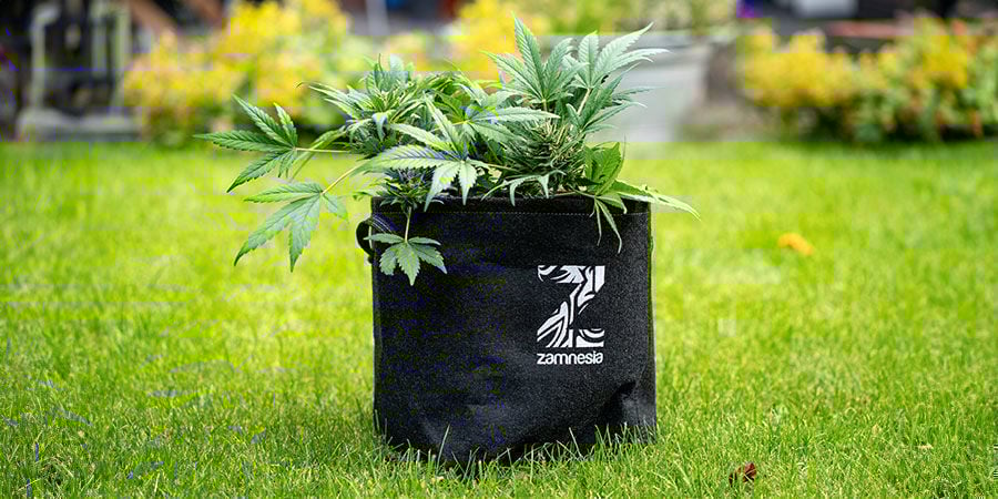 Cómo Prevenir Enredos En Las Raíces De La Marihuana