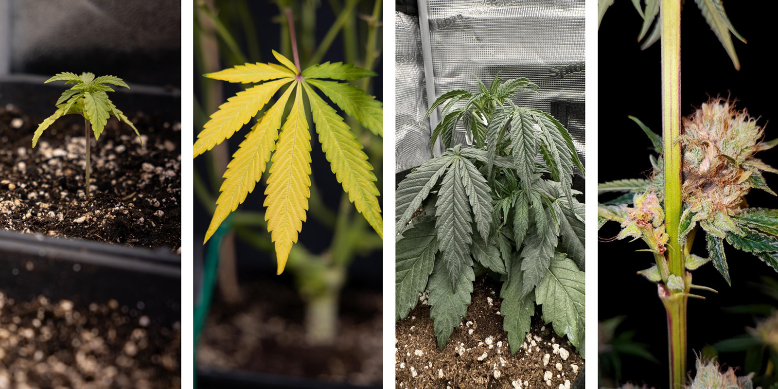 S&iacute;ntomas en la parte a&eacute;rea