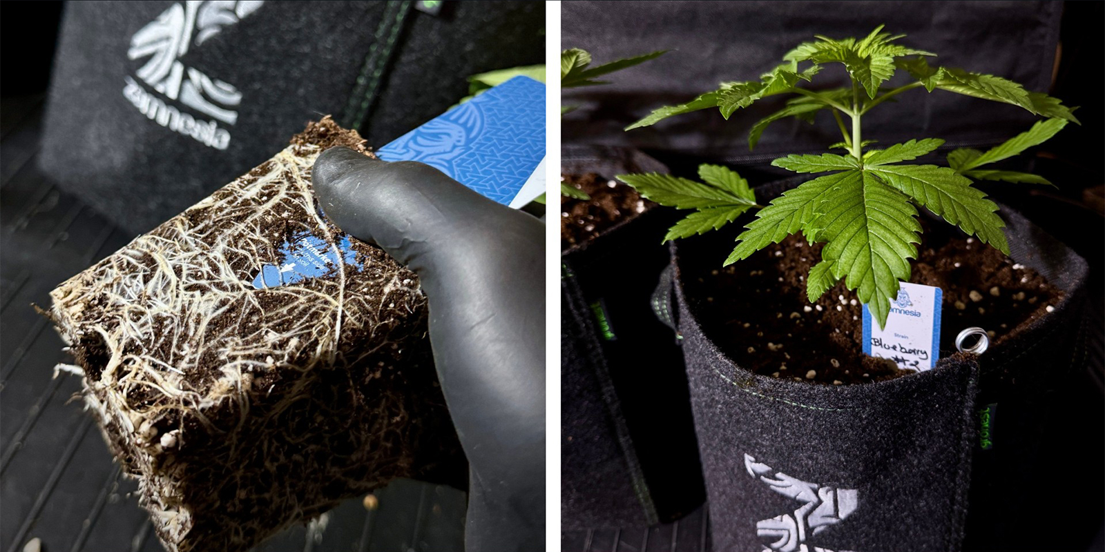 Opci&oacute;n 1: trasplantar a una maceta m&aacute;s grande