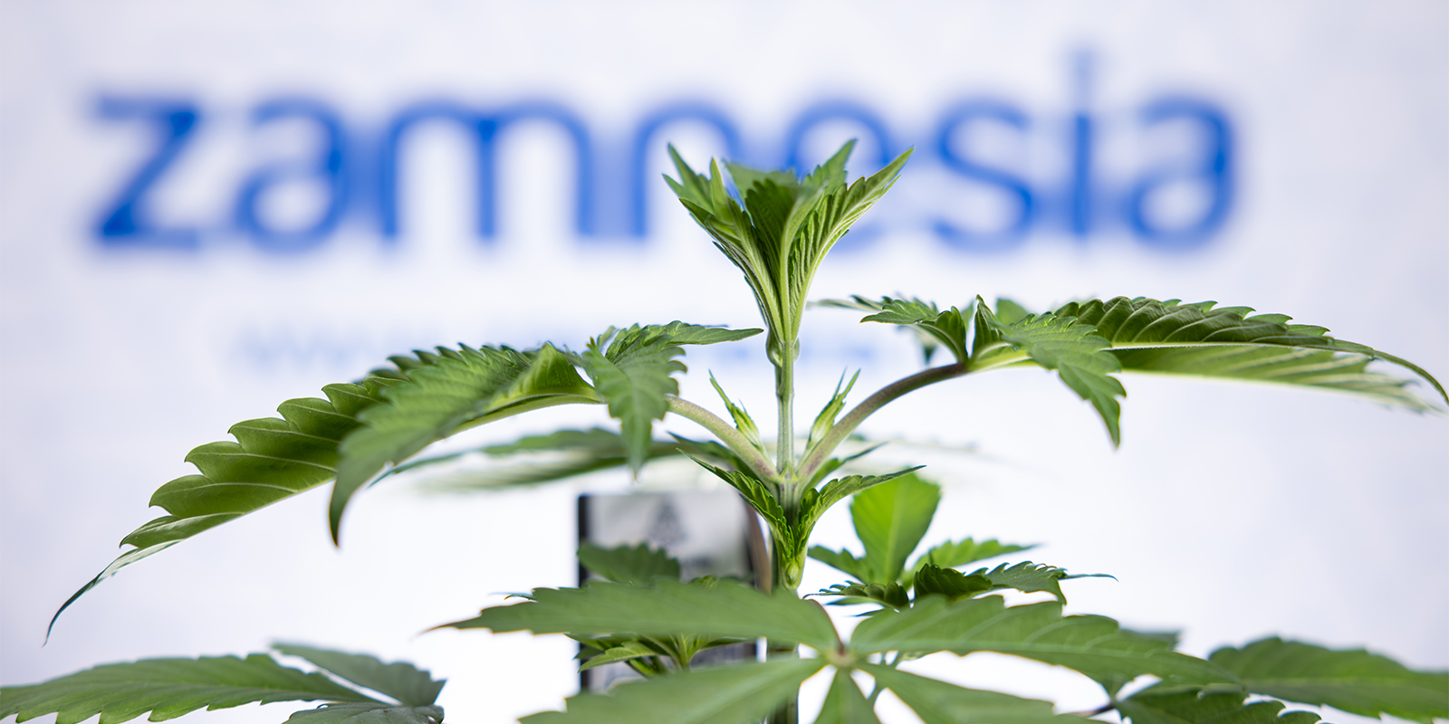 &iquest;Problemas de ra&iacute;ces? Solucionado. &iexcl;Ahora deja que tus plantas prosperen!