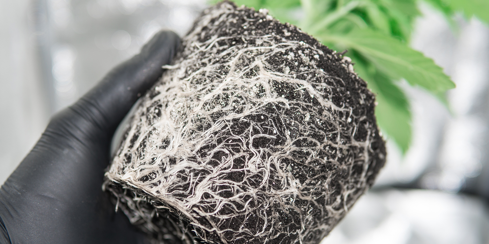 Qu&eacute; es el cannabis rootbound