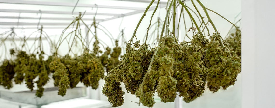 Cómo secar la marihuana