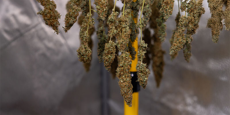 ¿Por qué hay que secar la marihuana?