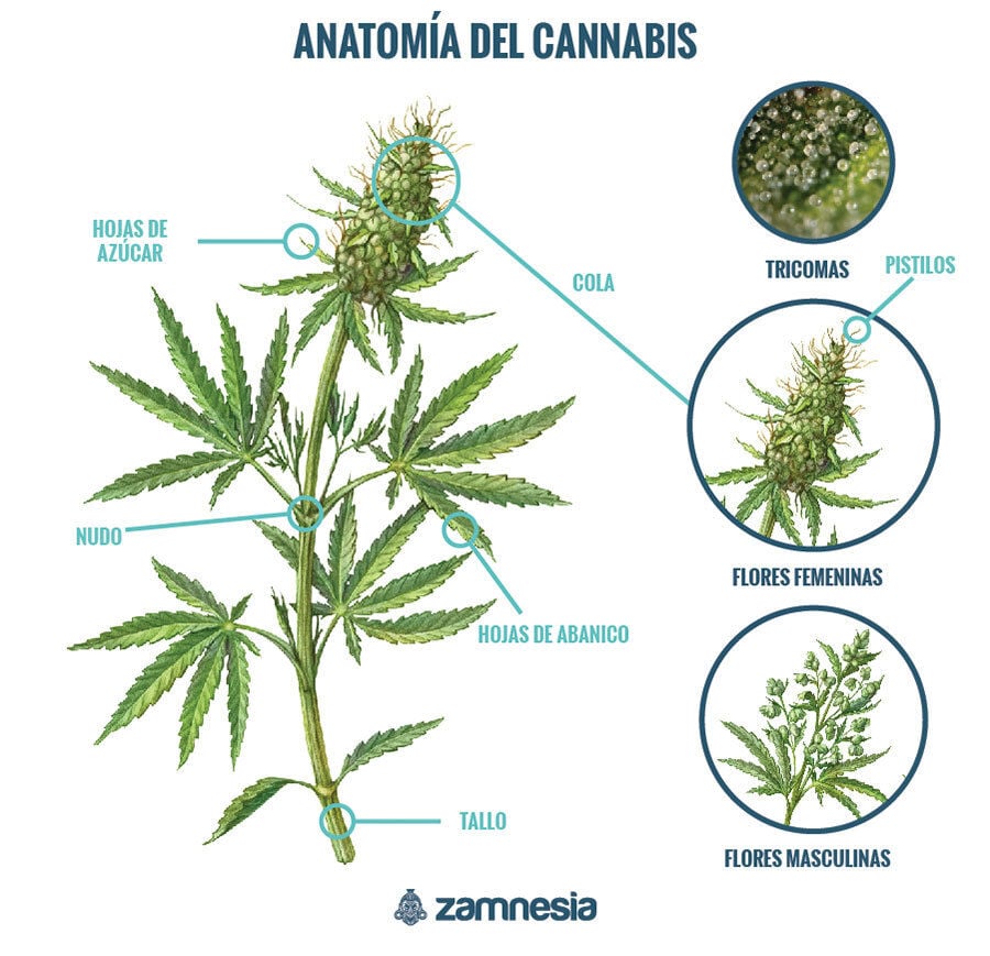 Anatomía De La Marihuana