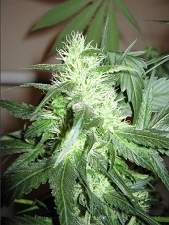 ICE Nirvana Seeds ICE Nirvana Seeds