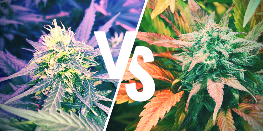 Diferencias Entre La Amnesia Y La Amnesia Haze