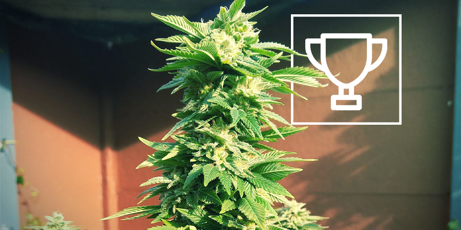 ZAMNESIA SEEDS - WHITE WIDOW: PREMIADA COMO "REINA DE LOS COFFEESHOPS"