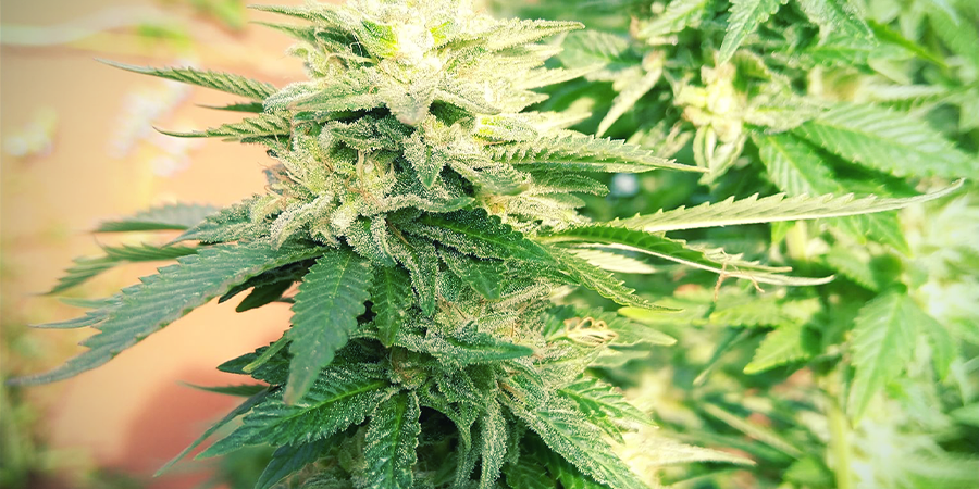 White Widow Feminizada (Zamnesia Seeds)