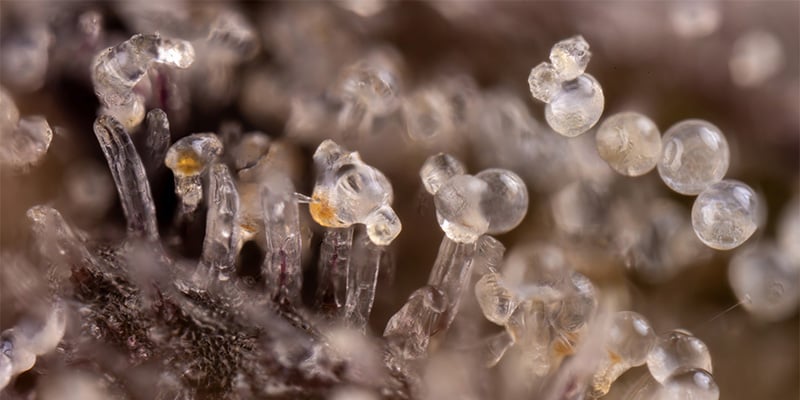 Tricomas