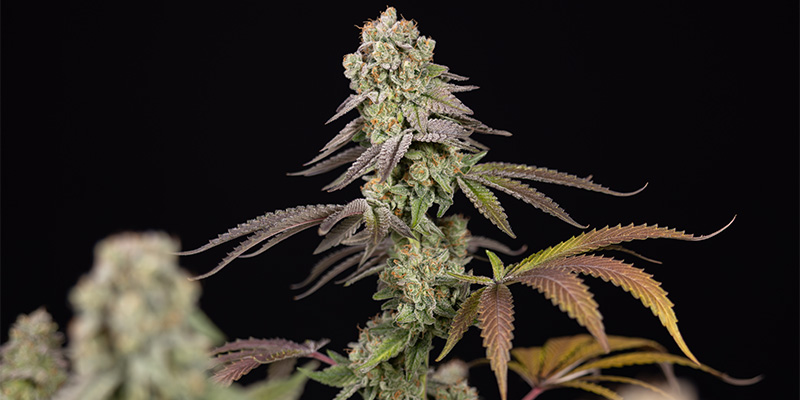 LA Kush Cake cogollo