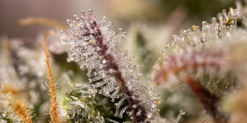 LA Kush Cake tricomas