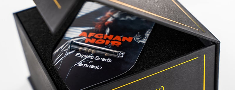 Genética de Afghan Noir: Afghani x Sirius Black
