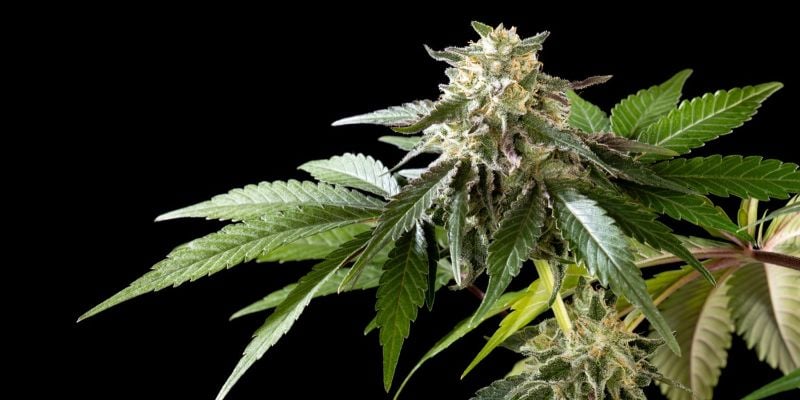 Mexican Sativa Kannabia