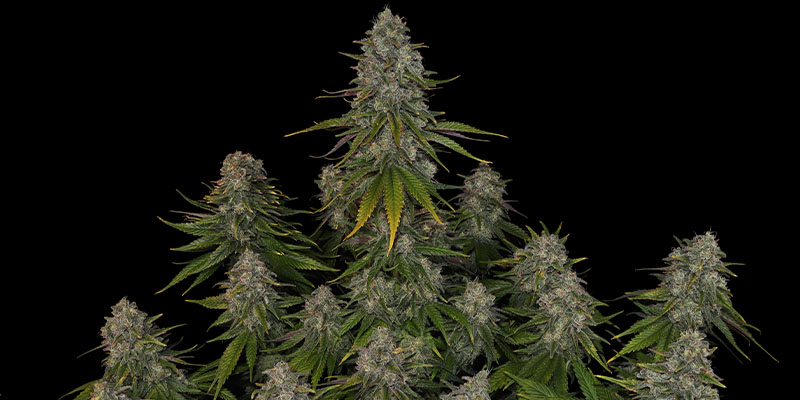 Strawberry Cough - Zamnesia Seeds