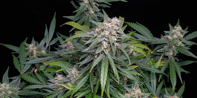 Biscotti Automatic (Zamnesia Seeds)