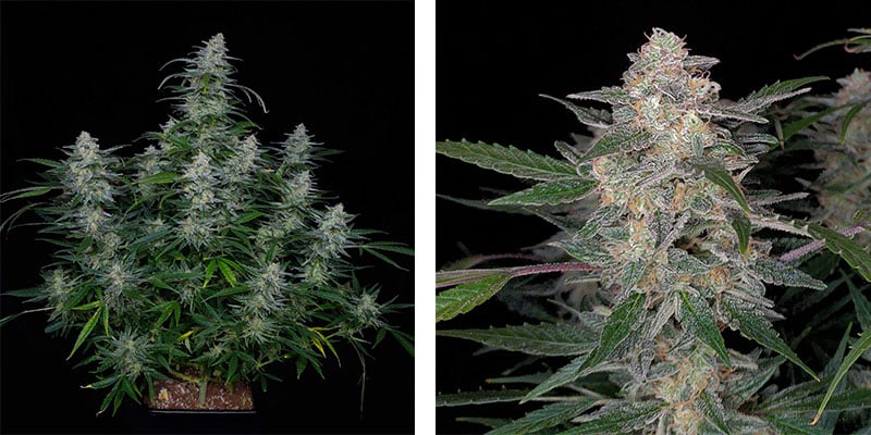 Biscotti Automatic (Zamnesia Seeds)