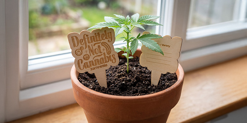 Zamnesia - Marcadores de madera para macetas: Organiza tu cultivo como un profesional Zamnesia - Marcadores de madera para macetas: Organiza tu cultivo como un profesional