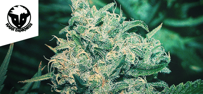 Ghost Train Haze Ghost Train Haze