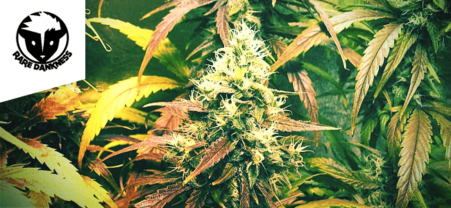 Moonshine Haze RD Moonshine Haze RD