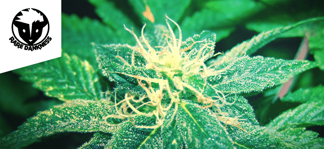 Rug Burn OG Rug Burn OG