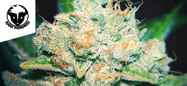 Star Killer OG Star Killer OG