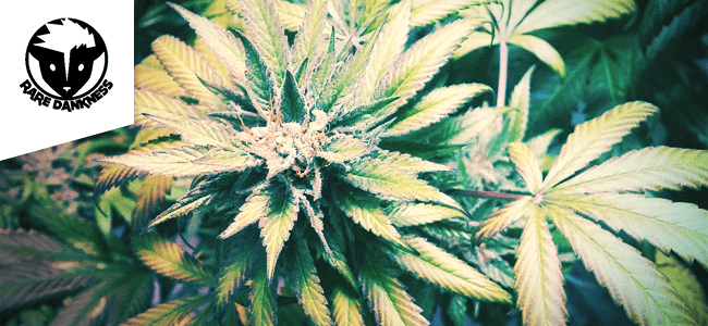 Tangerine Trainwreck Haze RD Tangerine Trainwreck Haze RD