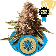 Euphoria Royal Queen Seeds Euphoria
