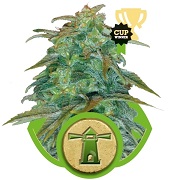Royal Haze Automatic Royal Queen Seeds Royal Haze Automatic