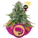 Royal Moby Royal Queen Seeds Royal Moby
