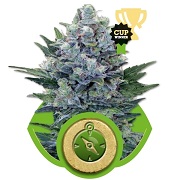 Northern Light Automatic Royal Queen Seeds Northern Light Automatic