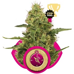 Northern Light Royal Queen Seeds Northern Light