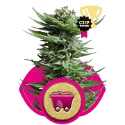 Shining Silver Haze Royal Queen Seeds Shining Silver Haze