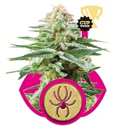 White Widow Royal Queen Seeds White Widow