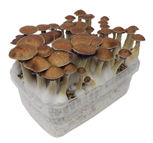 McKennai kit de cultivo