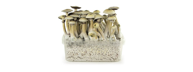 Kit De Cultivo Mushmush 'Moby Dick'