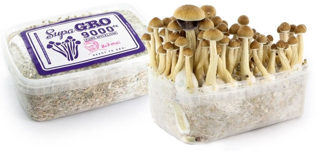 Supa Gro Kit de cultivo Supa Gro Kit de cultivo