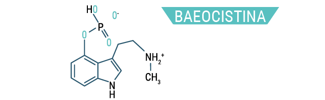 Baeocistina Baeocistina
