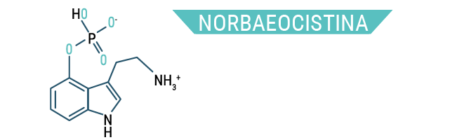 Norbaeocistina Norbaeocistina