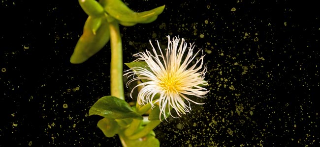La Planta Sceletium Tortuosum La Planta Sceletium Tortuosum